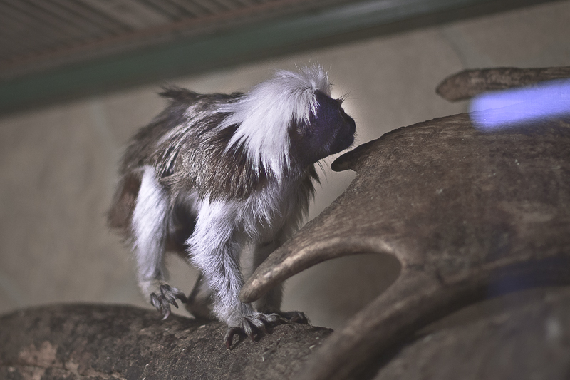 Эдипов тамарин, занесен в международную Красную книгу