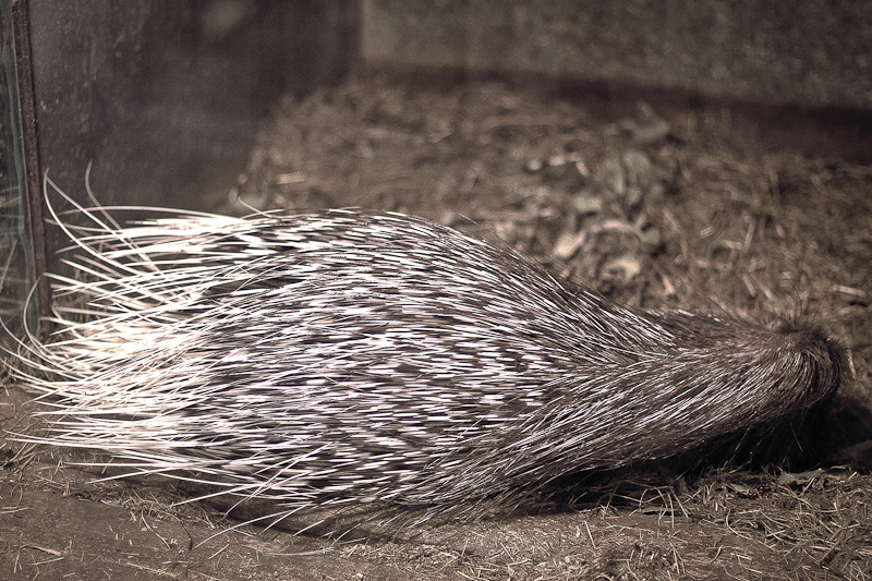 Индийский дикобраз