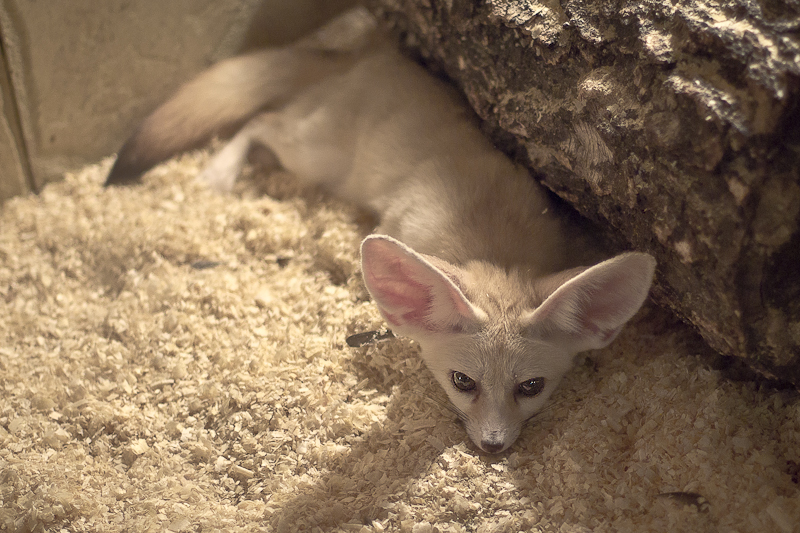 Фенек — пустынная лиса