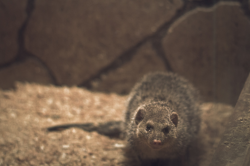 Мангуст полосатый