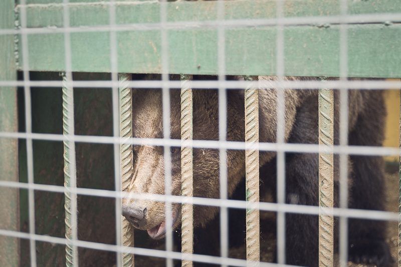 Бурый медведь по кличке Ешка