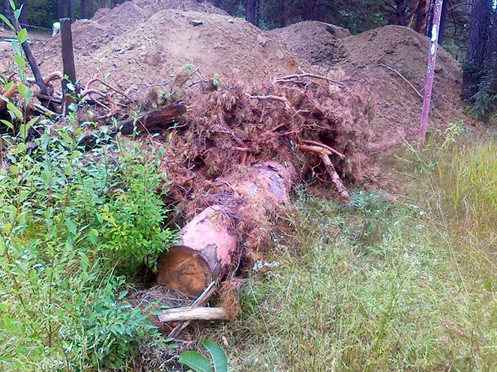 Срубленное дерево. Фото со страницы Виктора Кузеванова в Facebook.com