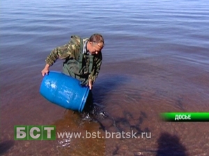 Мальков пеляди выпускают в водохранилище. Фото с сайта www.bst.bratsk.ru
