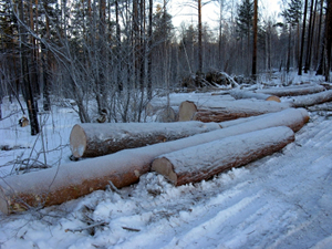 Вырубленные деревья. Фото пресс-службы ГУ МВД России по Иркутской области