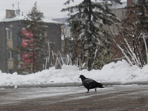 Снег в Иркутске. Фото IRK.ru
