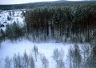 Лес. Фото пресс-службы правительства Иркутской области