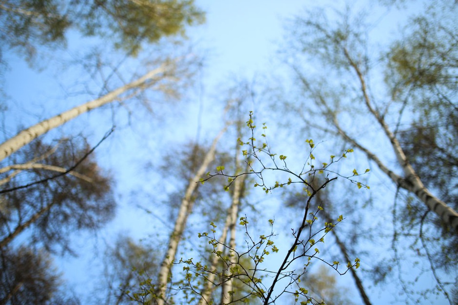 Лес в Академгородке. Автор фото — Регина Ступурайте