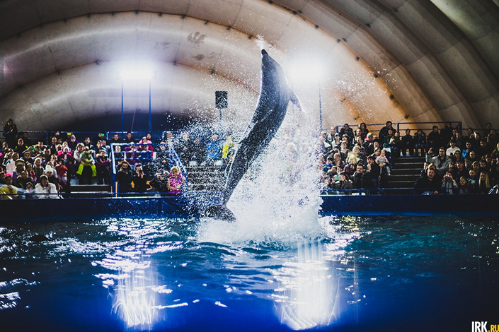 В дельфинарии. Автор фото — Кирилл Фалеев