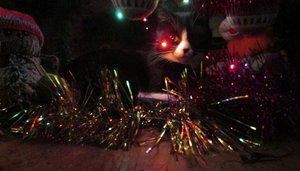 Кот встречает Новый год!