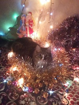 Кот ждет Новый год