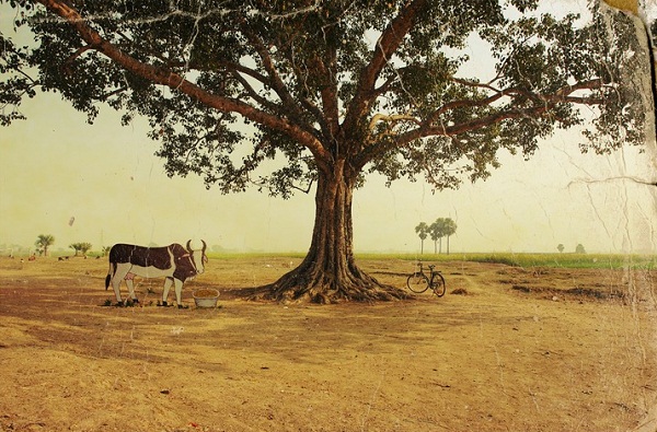 «В моем воображение дерево должно было стоят посреди голого поля с пасущейся коровой и велосипедом, оставленным Буддой»