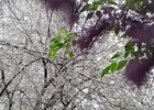 Пораженные молью деревья. Фото IRK.ru