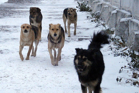 Бродячие псы. Фото с сайта karelnovosti.ru