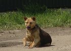 Собака в Иркутске. Фото «АС Байкал ТВ»