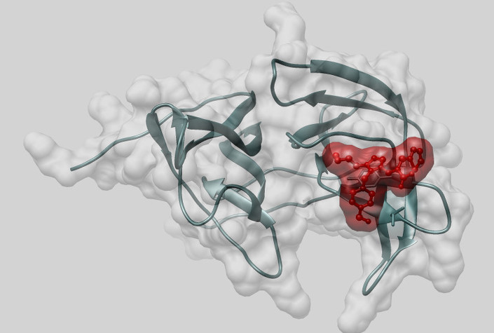 Молекула альфа-бисаболола, встроенная в карман протеазы вируса Зика. Изображение из личного архива Ульяны Потаповой