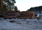 Вырубленные деревья. Фото ИА «Иркутск онлайн»