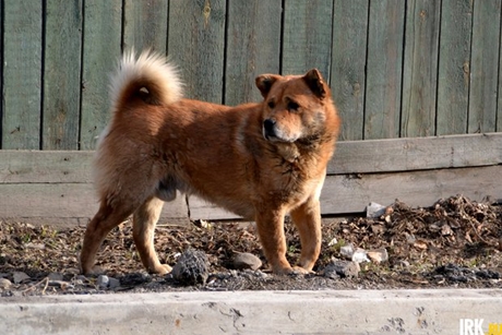 Бездомная собака. Фото ИА «Иркутск онлайн»