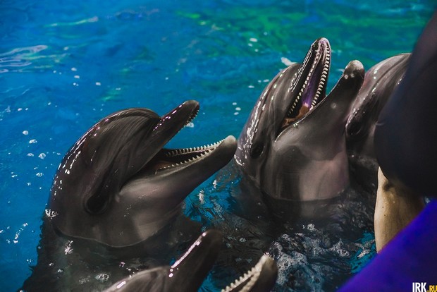 Дельфины. Автор фото — Кирилл Фалеев Дельфины. Автор фото — Кирилл Фалеев