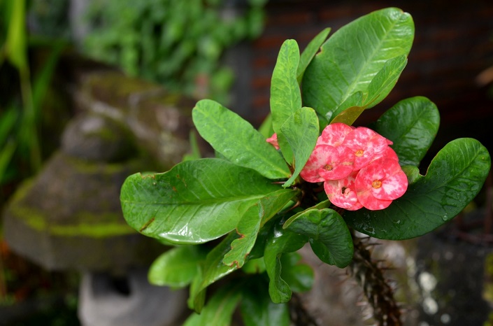 В стране вечного лета цветы распускаются круглый год, но в сезон дождей тропическая флора особенно яркая