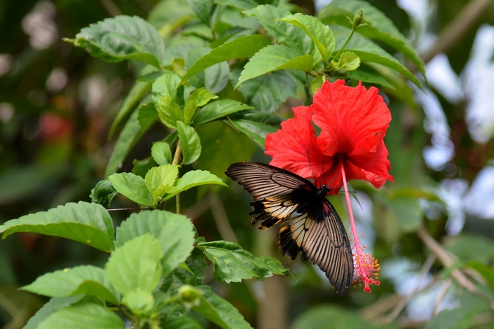 В парке бабочек