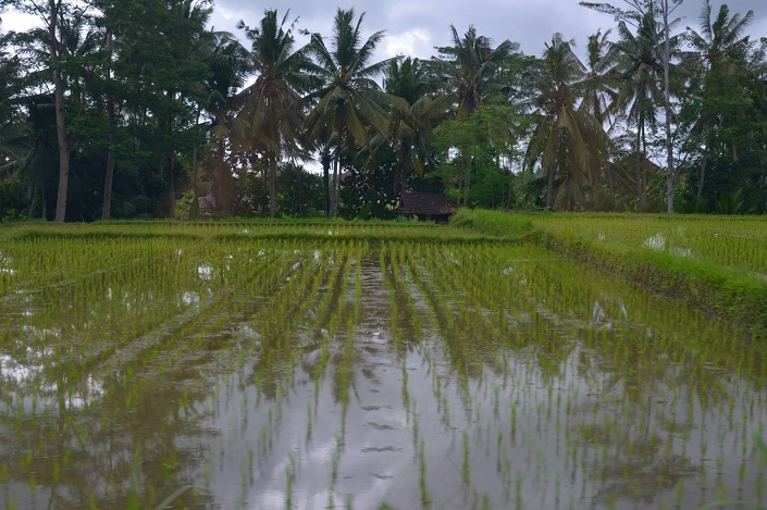 Рисовые поля на подъезде к Убуду