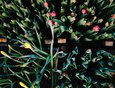 В этом году Горзеленхоз закупил 26 новых сортов тюльпанов.