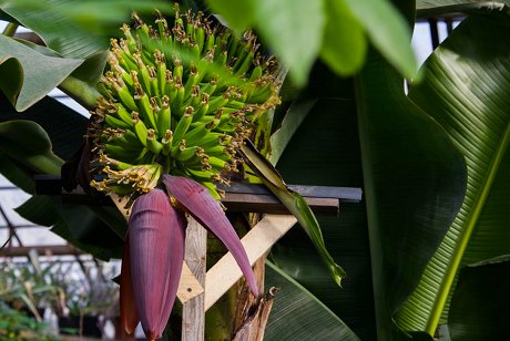Плоды банана. Фото предоставлено ИГУ