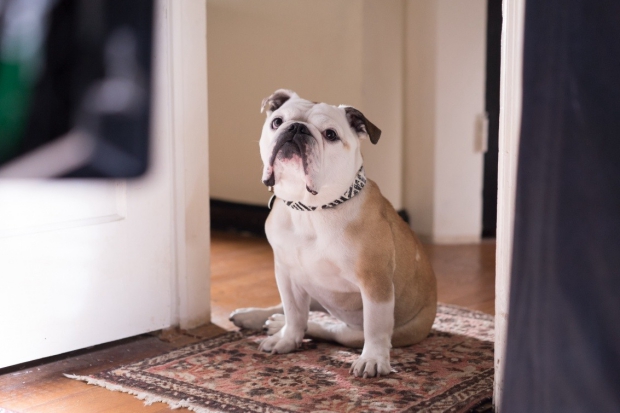 У Лоры есть английский бульдог Марвин, которого Патерсон ежевечерне выгуливает до ближайшего бара «Тени». Фото с сайта www.kinopoisk.ru