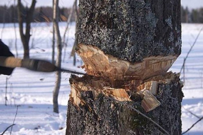 Вырубка леса. Фото с сайта www.pravdapfo.ru