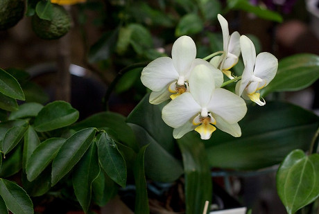 Орхидея. Автор фото — Анна Яковлева