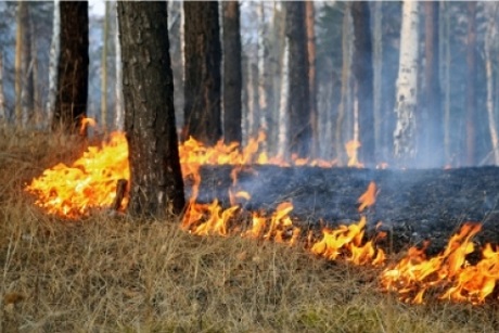 Пожар в лесу. Фото с сайта www.38.mchs.gov.ru