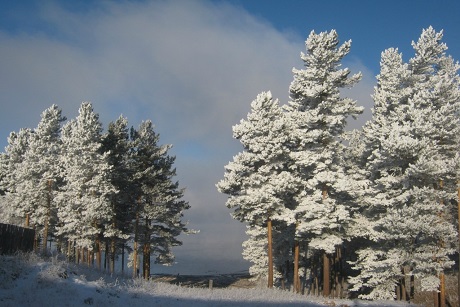 Лес. Фото с сайта www.irkobl.ru