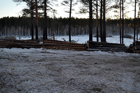 Вырубленные деревья. Фото ИА «Иркутск онлайн»
