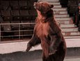 Медвежий танец