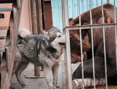 Клетки с мишками. Они родом из Иркутска, кстати. Цирк забрал их еще совсем малышами.