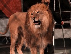 Лев Радж