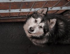 Лучший друг медвежонка — собака породы маламут.
