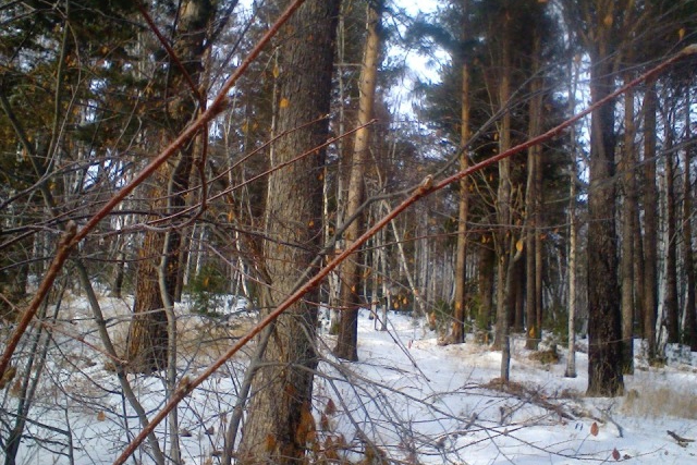 Участок в поселке Листвянка
