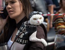 Ажиотаж на площадке вызвал своим появлением вот этот кот — настоящий байкер с суровым взглядом