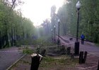 Вырубленные деревья в парке Комсомольский. Фото прислал irkit