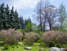 Справа от входа можно посмотреть на цветущий миндаль — кусты реликтового сибирского растения.