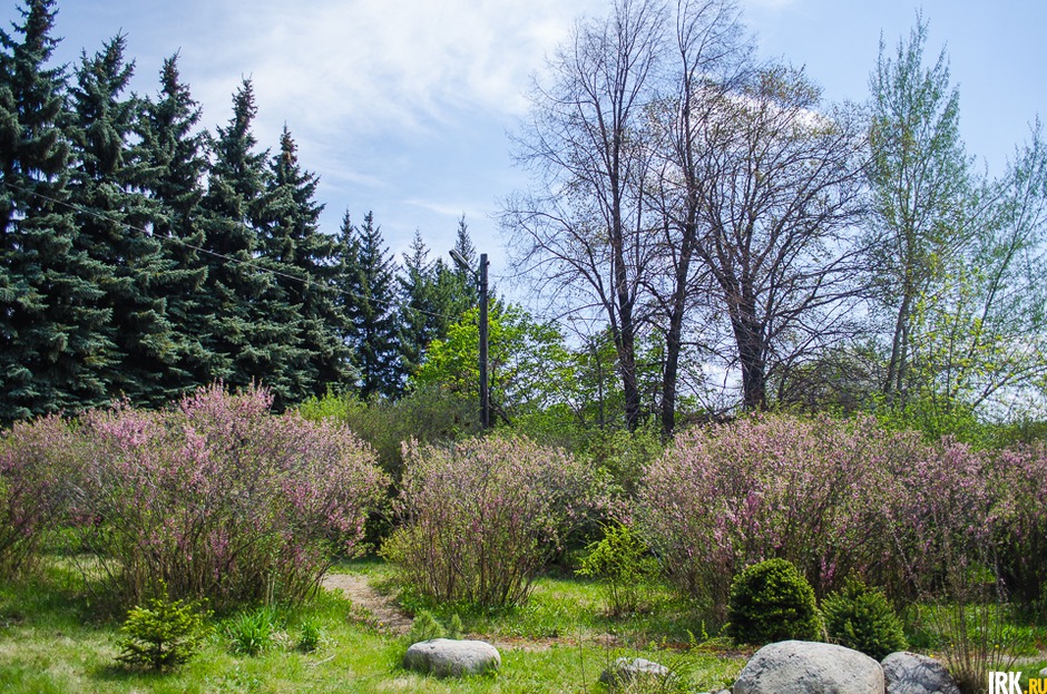 Справа от входа можно посмотреть на цветущий миндаль — кусты реликтового сибирского растения.