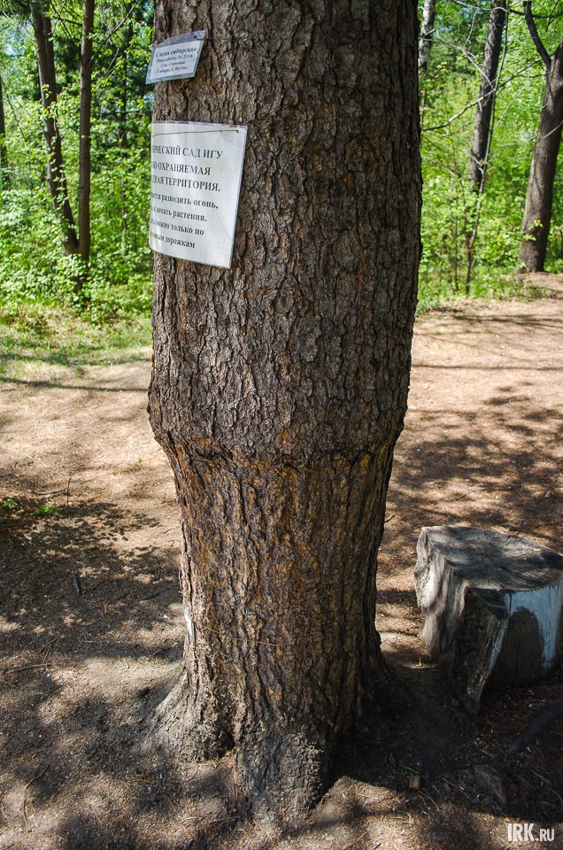 В кедровой роще можно увидеть вот такой «соснокедр»: снизу сосна, а сверху кедр. Кедр плохо растет в городе, поэтому возникла идея культивировать его скрещиванием.