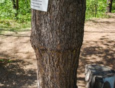 В кедровой роще можно увидеть вот такой «соснокедр»: снизу сосна, а сверху кедр. Кедр плохо растет в городе, поэтому возникла идея культивировать его скрещиванием.