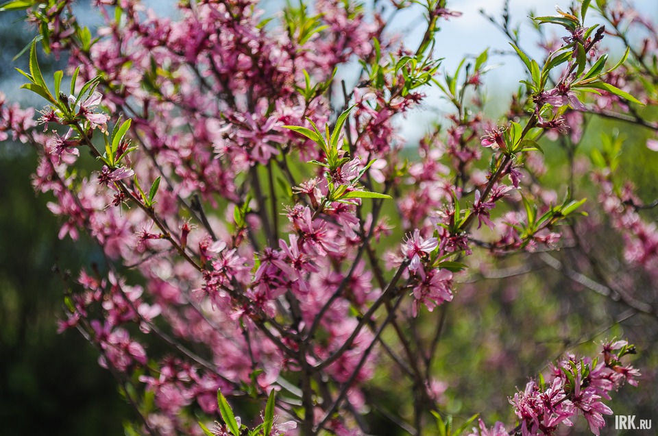 Миндаль часто причисляется к орехам, хотя на самом деле он является косточковым плодом. Семена миндаля используют в пищу свежими, поджаренными, подсоленными, а также в качестве пряности при приготовлении различных изделий из теста, сладостей, шоколада.
