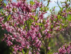 Миндаль часто причисляется к орехам, хотя на самом деле он является косточковым плодом. Семена миндаля используют в пищу свежими, поджаренными, подсоленными, а также в качестве пряности при приготовлении различных изделий из теста, сладостей, шоколада.