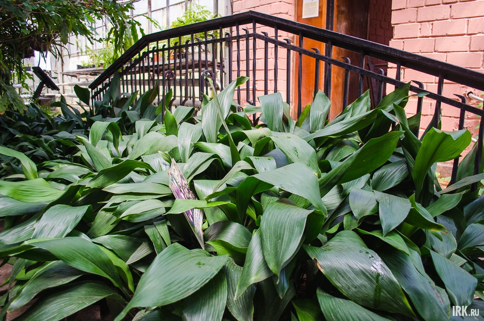 В дендрарии можно встретить более 100 видов тропических растений.