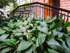 В дендрарии можно встретить более 100 видов тропических растений.