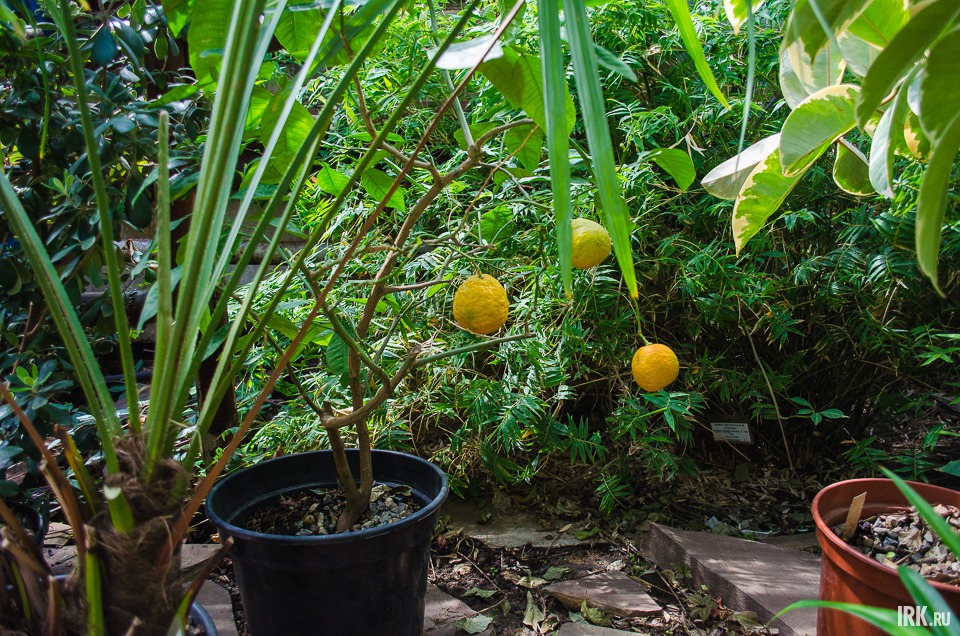 Мандарины. Слово «мандарин» заимствовано из испанского языка (вероятно, через французский). Испанское название mandarino образовано от se mondar («легко очищаться») и содержит указание на свойство кожуры плода легко отделяться от мякоти.