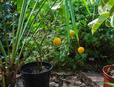 Мандарины. Слово «мандарин» заимствовано из испанского языка (вероятно, через французский). Испанское название mandarino образовано от se mondar («легко очищаться») и содержит указание на свойство кожуры плода легко отделяться от мякоти.